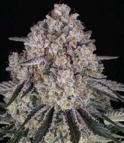 Sour Diesel - auto (Barney's Farm)