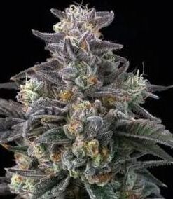 Super Boof - fem (Barney's Farm)