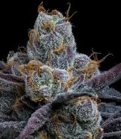 White Runtz - fem (Barney's Farm)