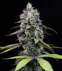 Trainwreck - fem (Barney's Farm)