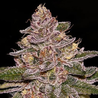 Radical Juice- fem (Ripper)