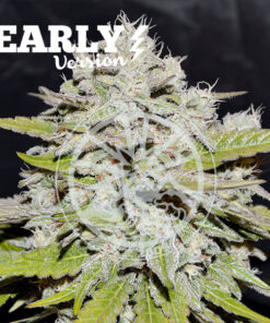 Bay Burger - early version (dlc)