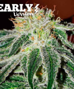 Black russian - early version (dlc)