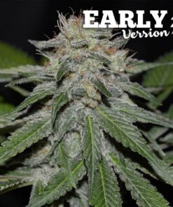 Critical Neville Haze- early version (dlc)