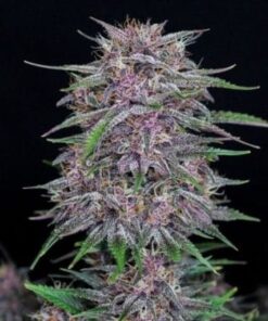 Purple Punch - auto (Monkey Seeds)
