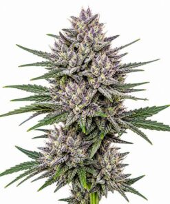 Jelly Burger - auto (Monkey Seeds)