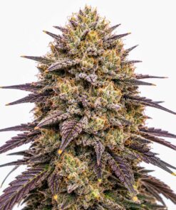 Super Boof - auto (Monkey Seeds)
