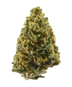 Northern Light - auto (Monkey Seeds)
