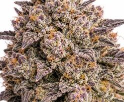 Runtz - auto (Monkey Seeds)