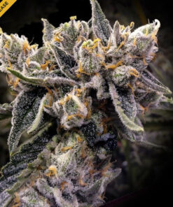 Bruised Banana - fem (DNA)