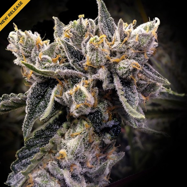 Bruised Banana - fem (DNA)