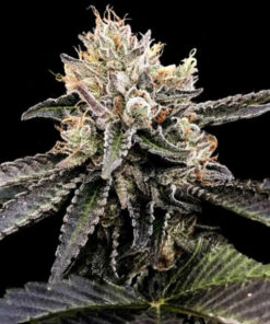 Cataract Cake - fem (DNA)