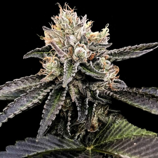 Cataract Cake - fem (DNA)