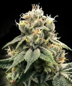 Chocolate Truffle Shuffle - fem (DNA)