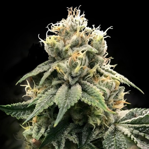 Chocolate Truffle Shuffle - fem (DNA)
