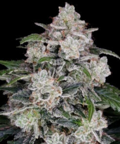 Mac-N-Me Auto (DNA)