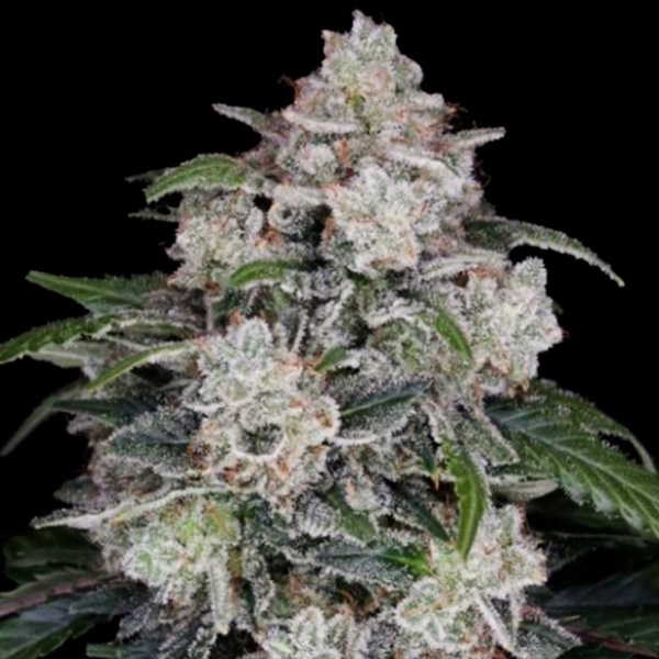 Mac-N-Me Auto (DNA)