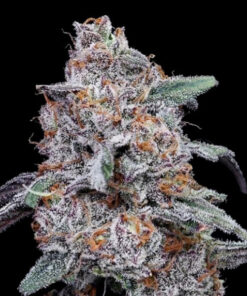 Purple People Eater Auto (DNA)