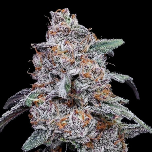 Purple People Eater Auto (DNA)