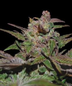 Purple Wreck Auto (DNA)