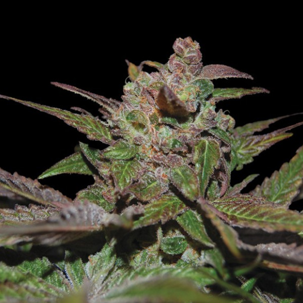 Purple Wreck Auto (DNA)