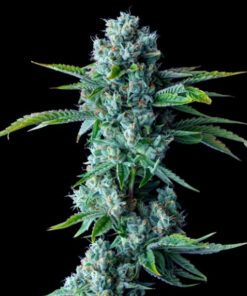 Skywalker Kush- fem (DNA)