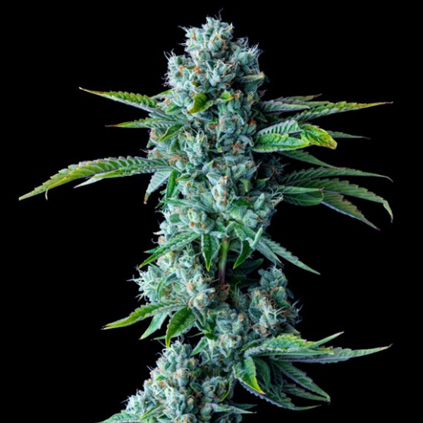 Skywalker Kush- fem (DNA)