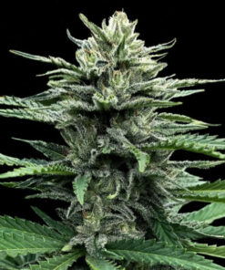 Strawberry Banana Auto (DNA)