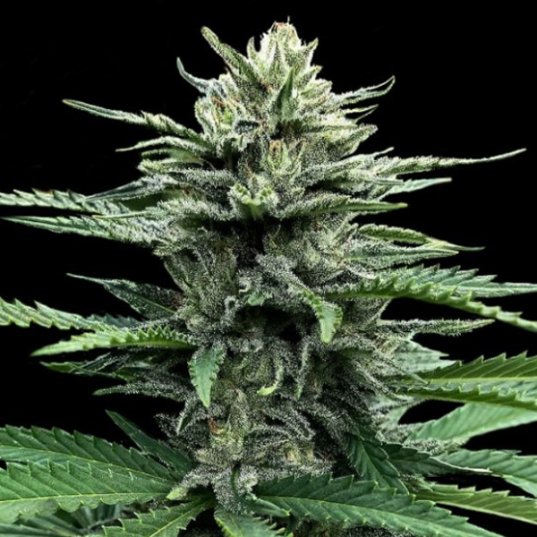 Strawberry Banana Auto (DNA)