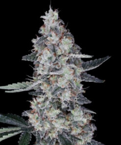 Watermelon Man Auto (DNA)