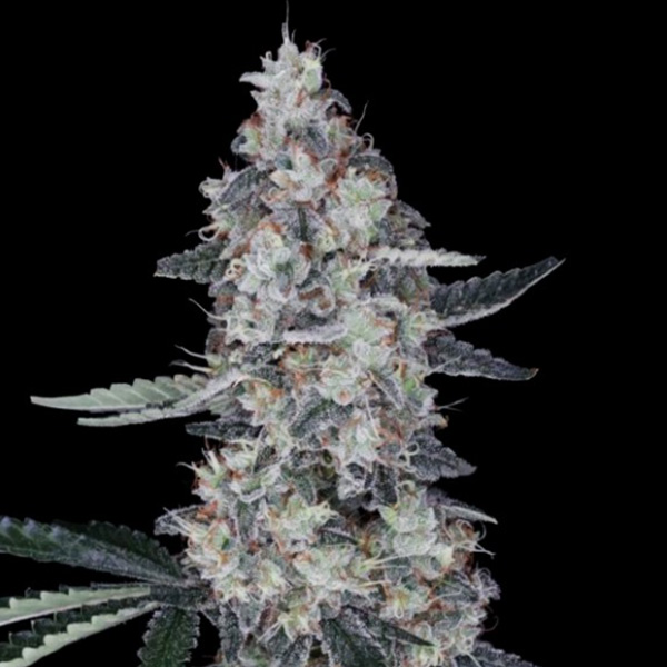 Watermelon Man Auto (DNA)