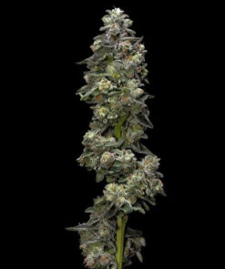 Baker´s Delight Auto (DNA)
