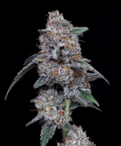 Big Mac Auto (DNA)