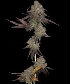 Cake Auto (DNA)