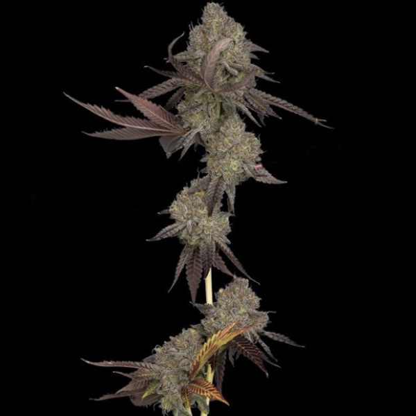 Cake Auto (DNA)