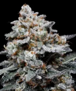 CheMACal (Capulator) Auto (DNA)