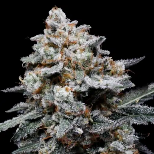 CheMACal (Capulator) Auto (DNA)