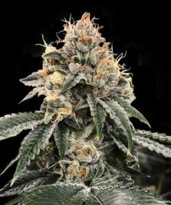HG23 Auto (DNA)