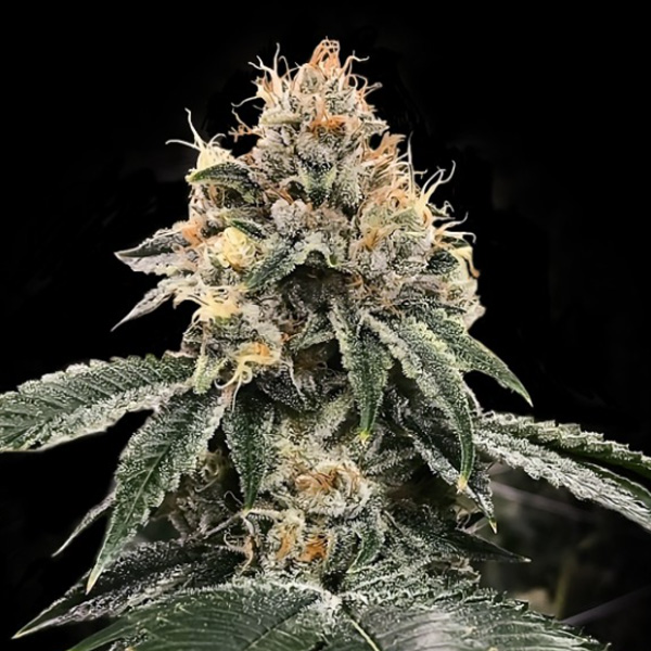 HG23 Auto (DNA)