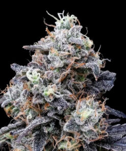 MacMelon Auto (DNA)