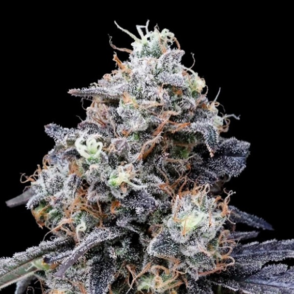 MacMelon Auto (DNA)