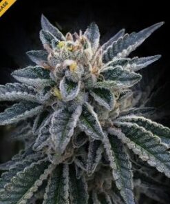 Peat - fem (DNA)