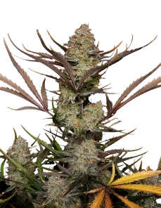 Alternative view of Apple strudel  AUTO (Fast Buds)