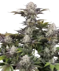 Alternative view of Frostbanger F4  AUTO (Fast Buds)