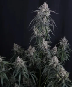Alternative view of GMO - AUTO (Fast Buds)