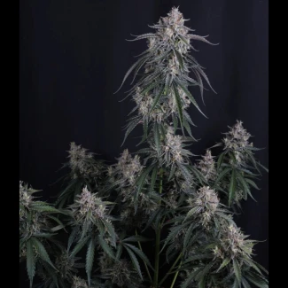 GMO - AUTO (Fast Buds) - immagine 2