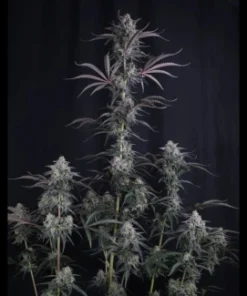 Alternative view of Pineapple OG  AUTO (Fast Buds)
