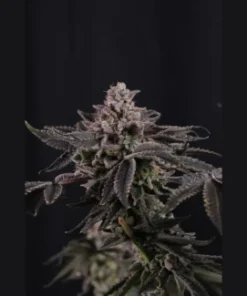 Z 42 FEM (Fast Buds) - immagine 2
