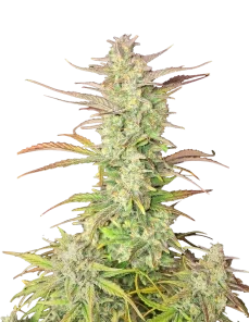 Alternative view of Z-UP- AUTO (Fast Buds)