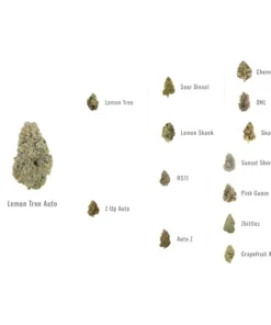 Alternative view of Lemon Tree  AUTO (Fast Buds)
